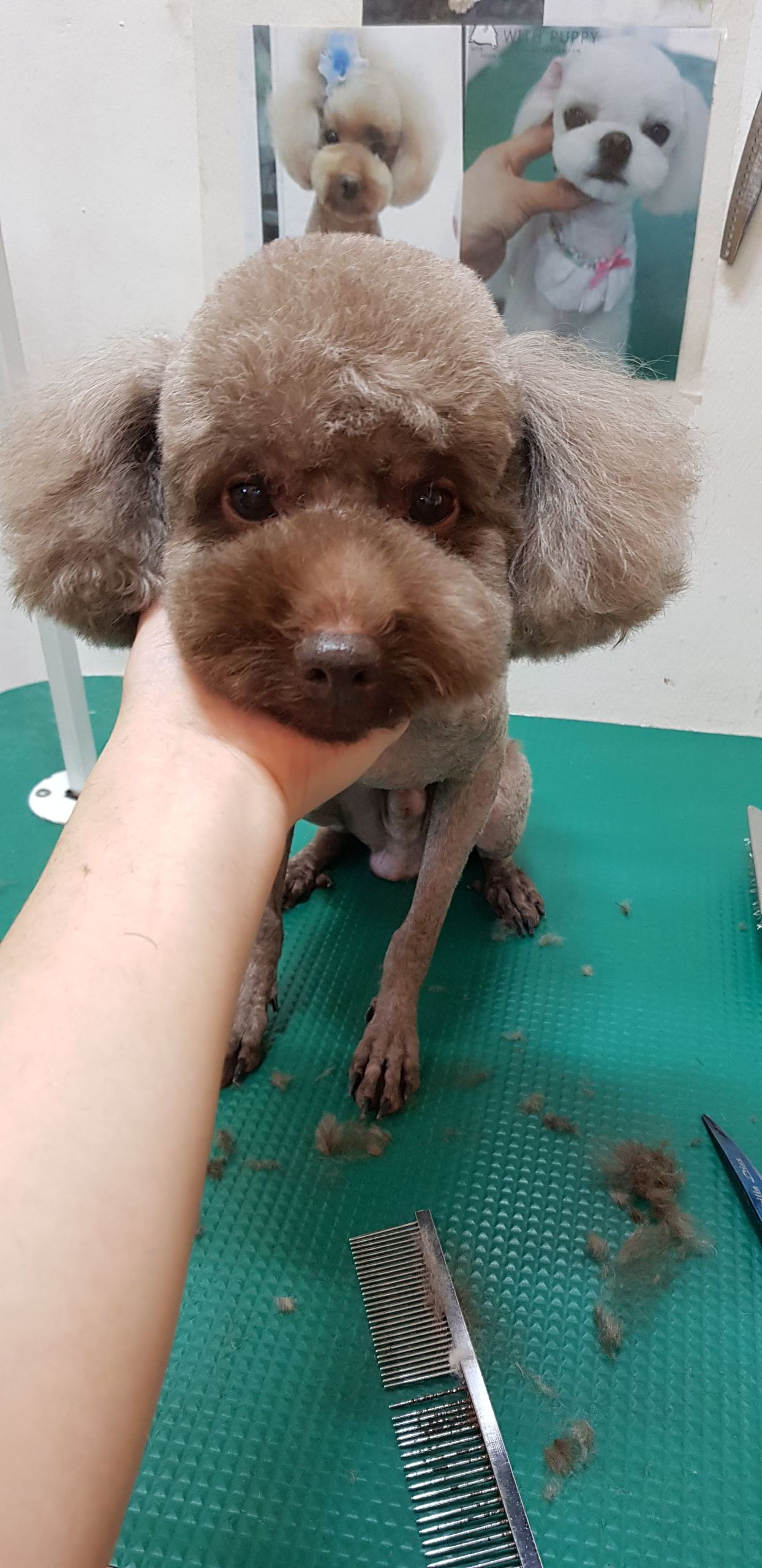 강아지본부 대표 이미지