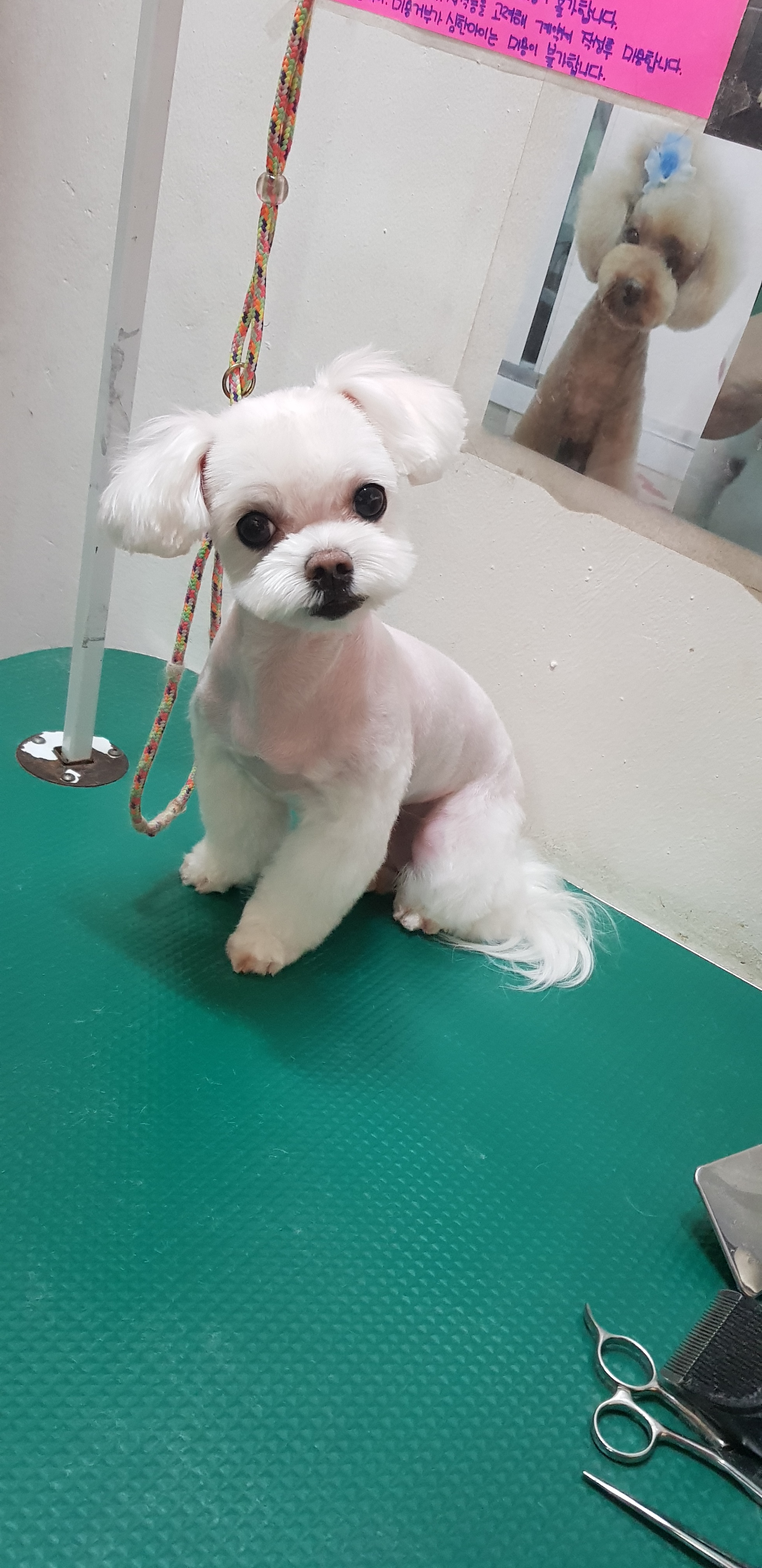 강아지본부 대표 이미지