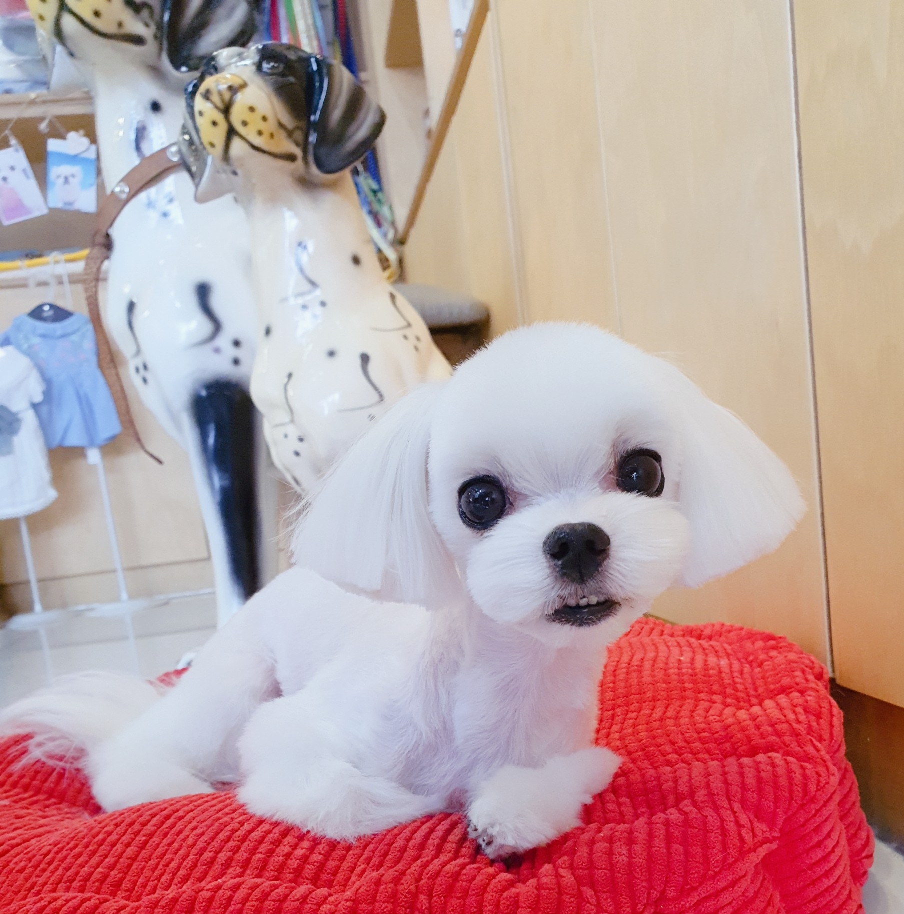 파트라슈 대표 이미지