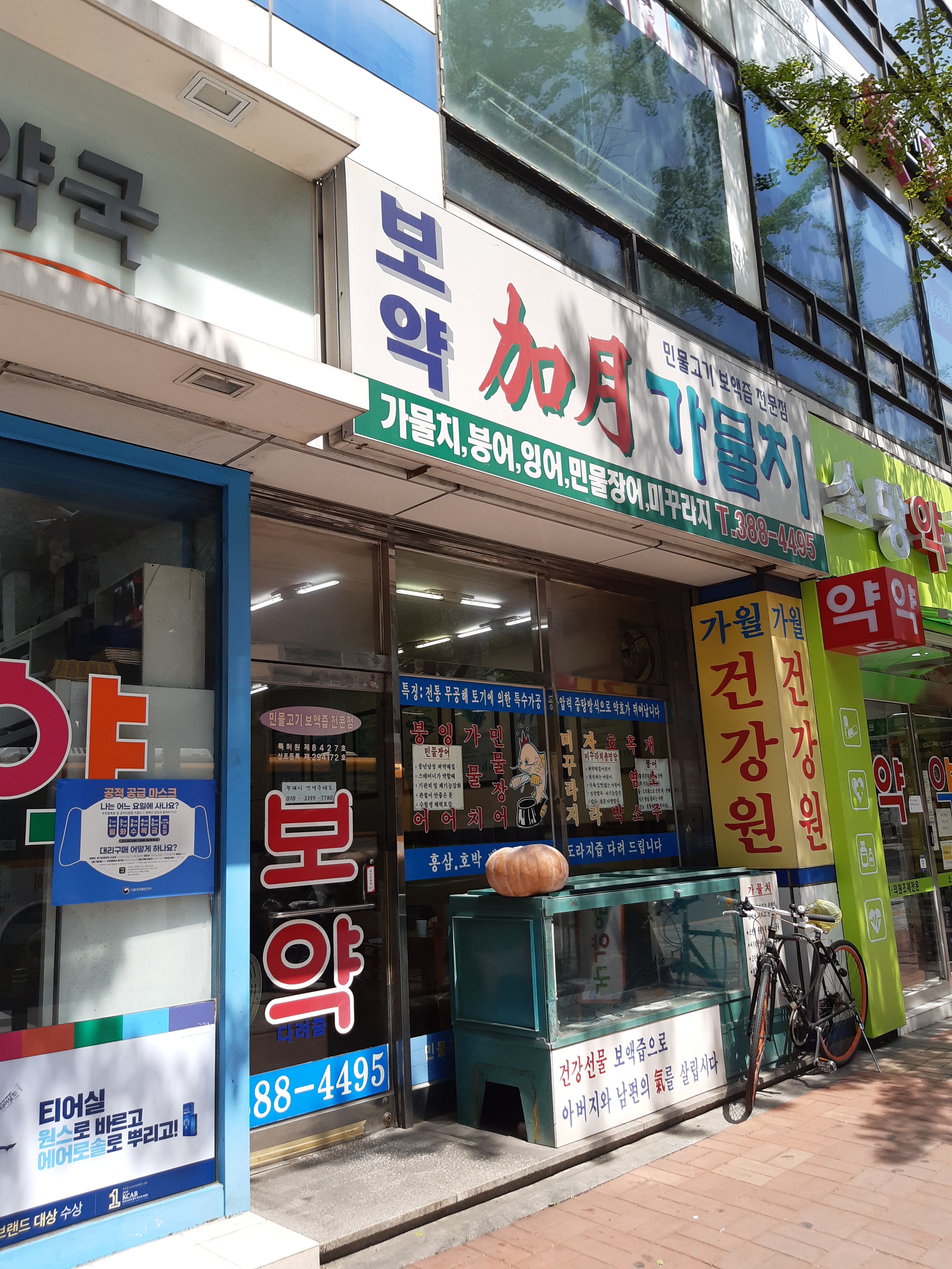 가월가물치
