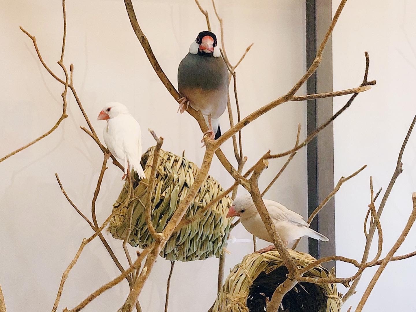 버드라운지 대표 이미지