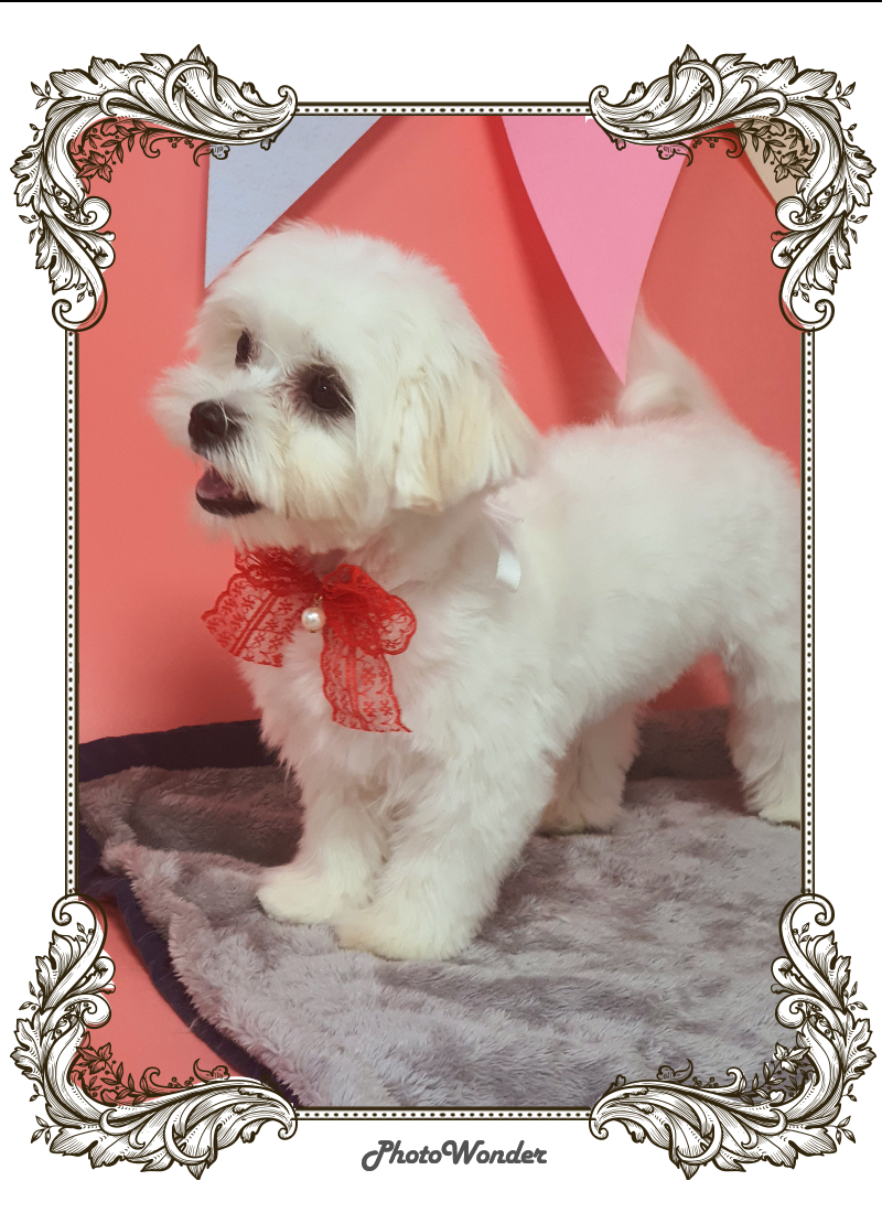 쌍문동 고놈들 대표 이미지