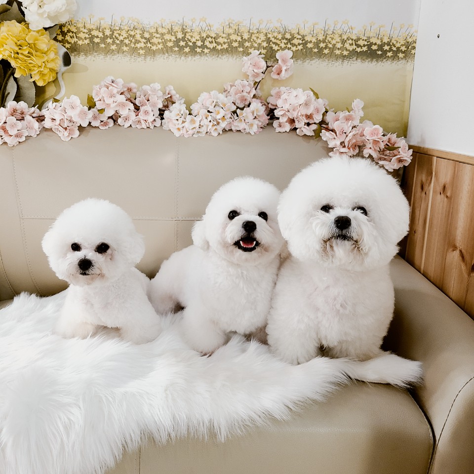 쌍문동 고놈들 대표 이미지