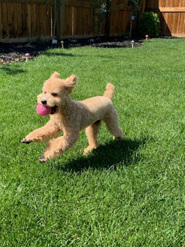 함께할개 대표 이미지