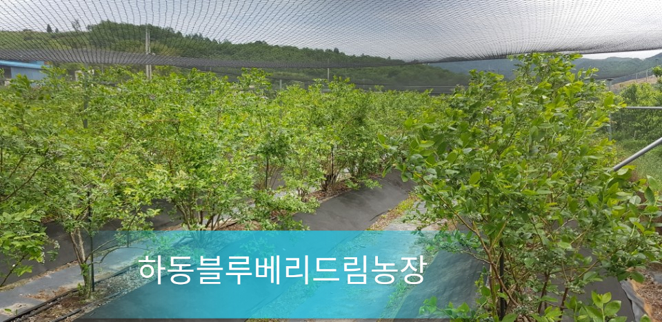 하동블루베리드림농장