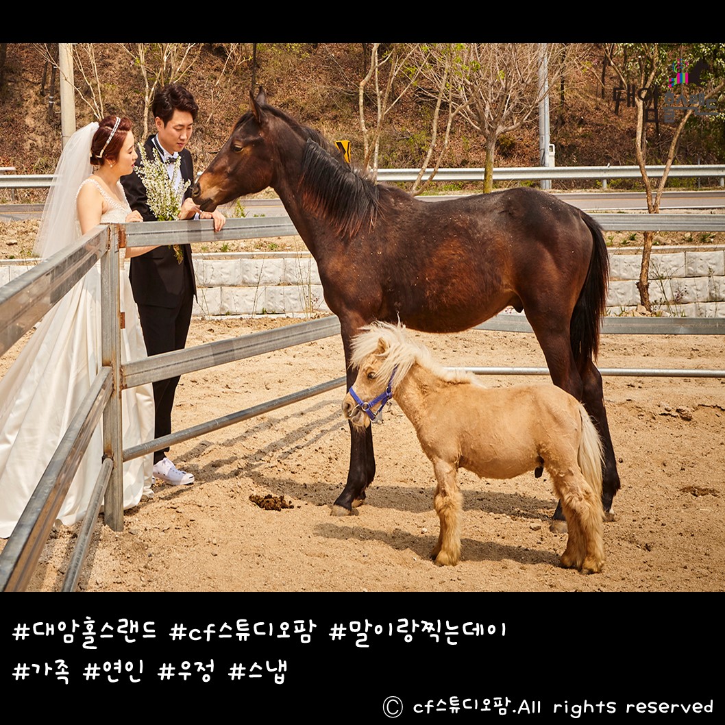 대암홀스랜드
