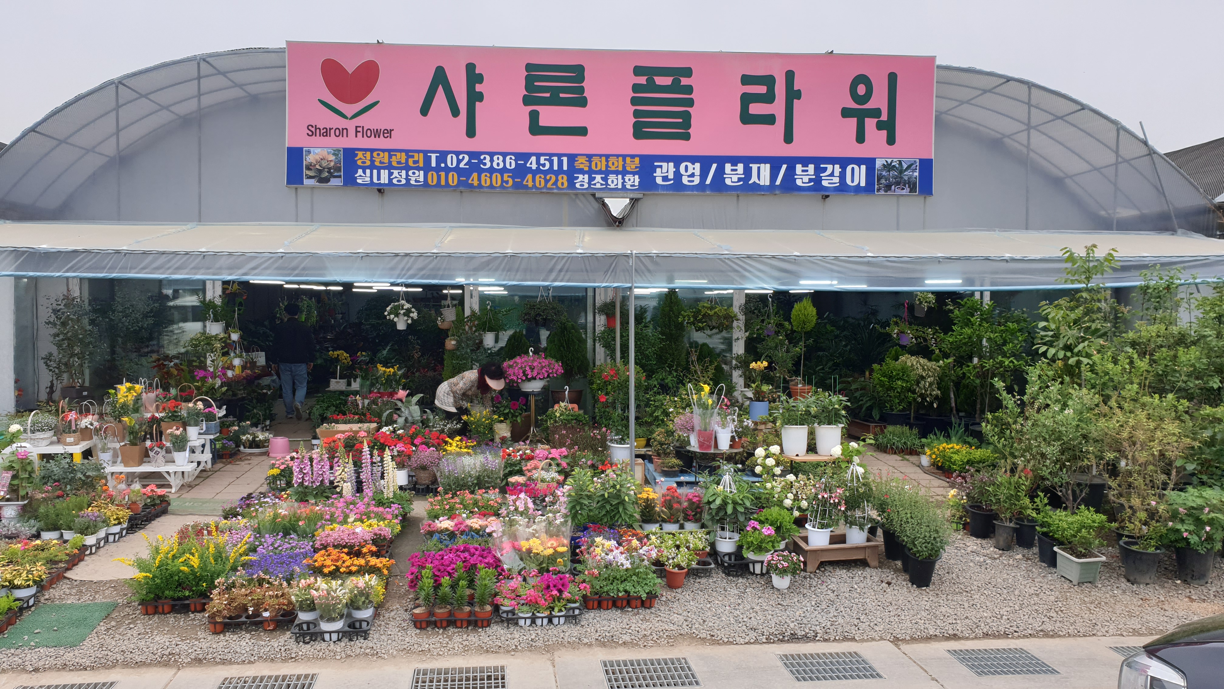 샤론플라워