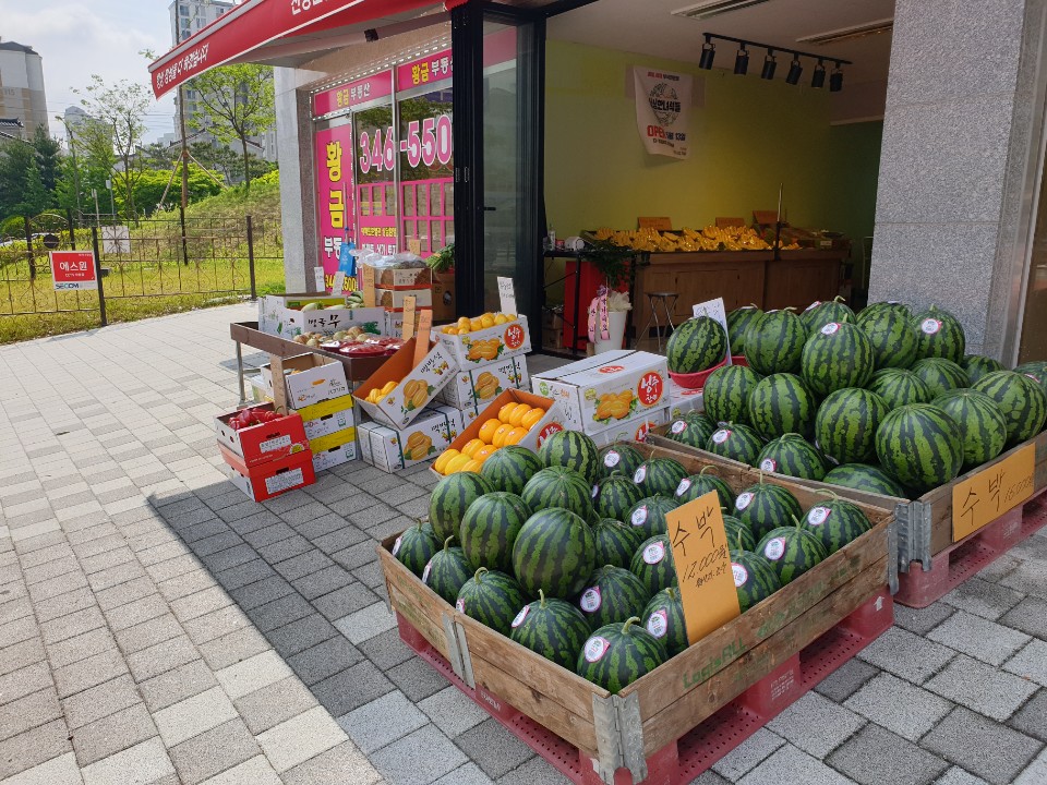 싱싱한녀석들