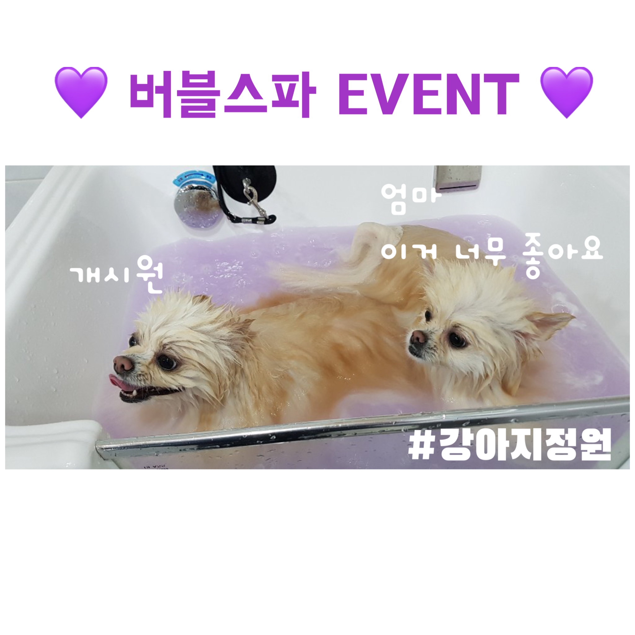 강아지정원 대표 이미지