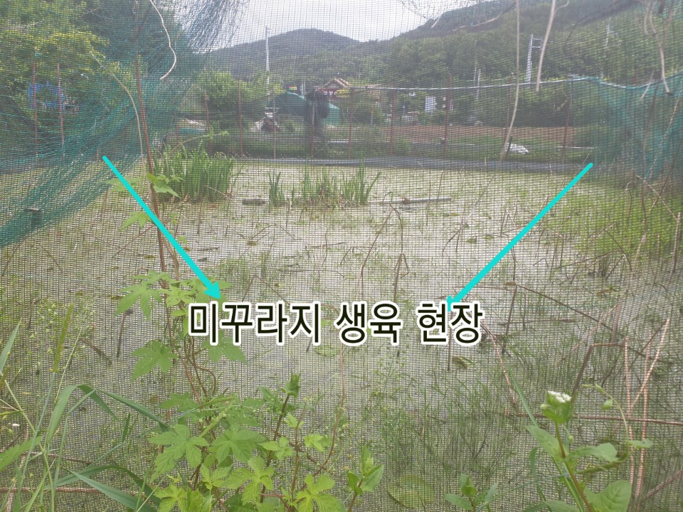 경동추어탕