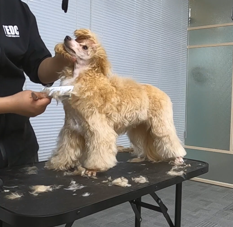 이바우펫 강남 이미지