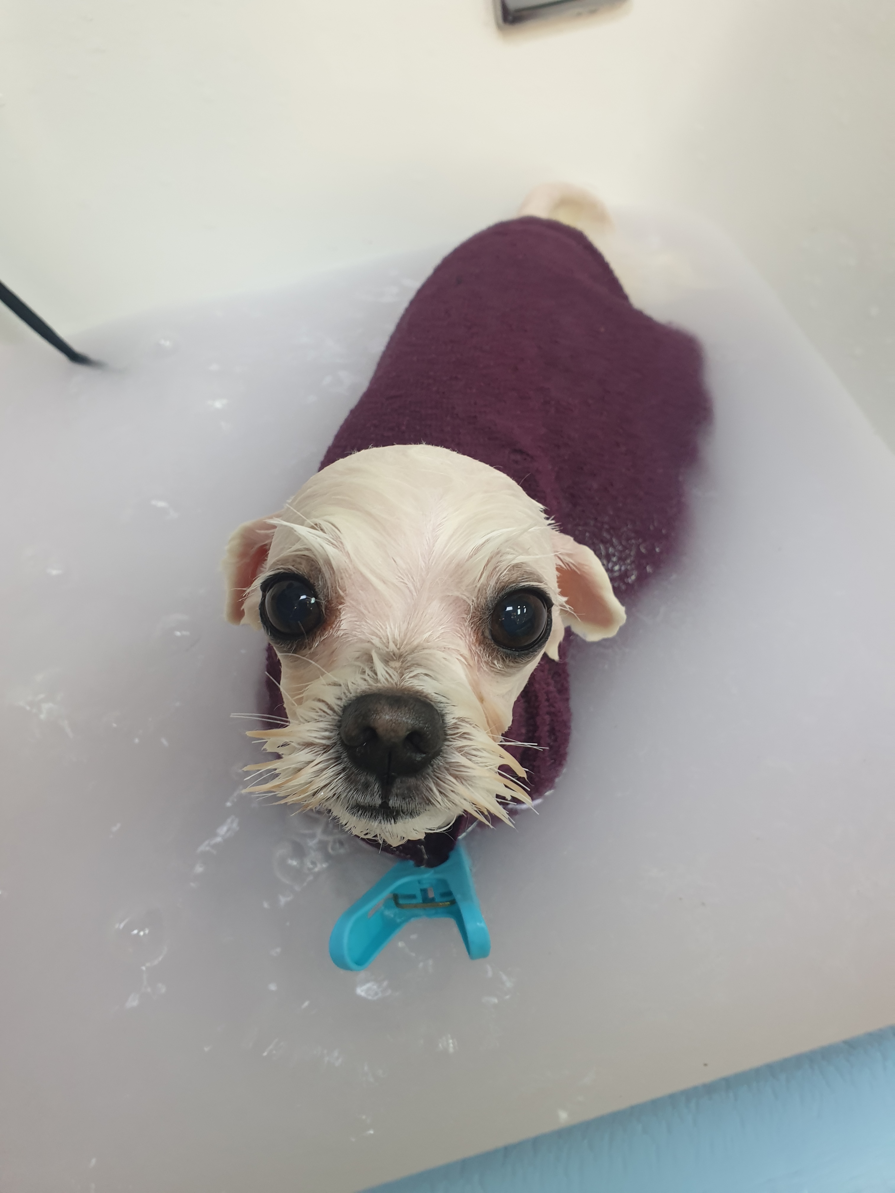 웃는강아지 애견미용&애견호텔 대표 이미지