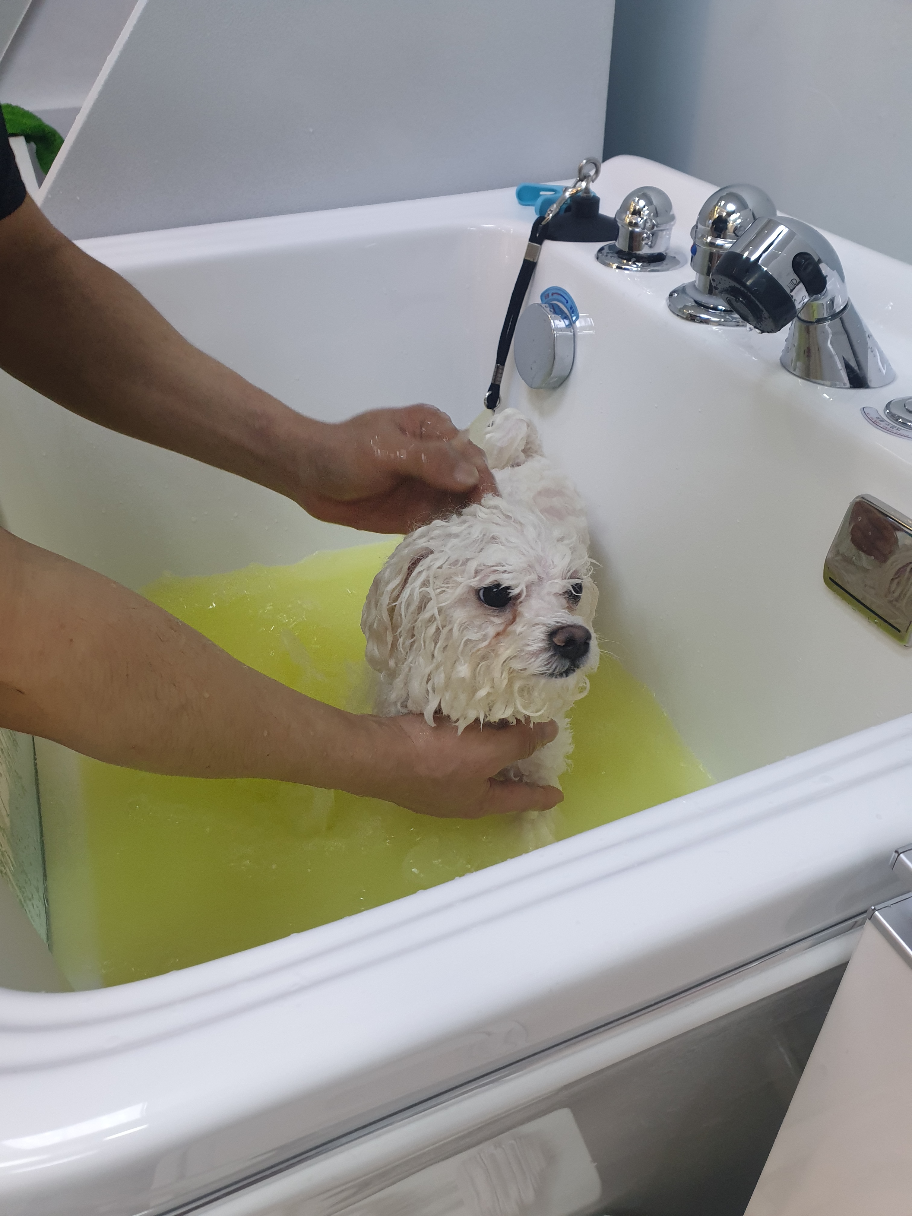 웃는강아지 대표 이미지