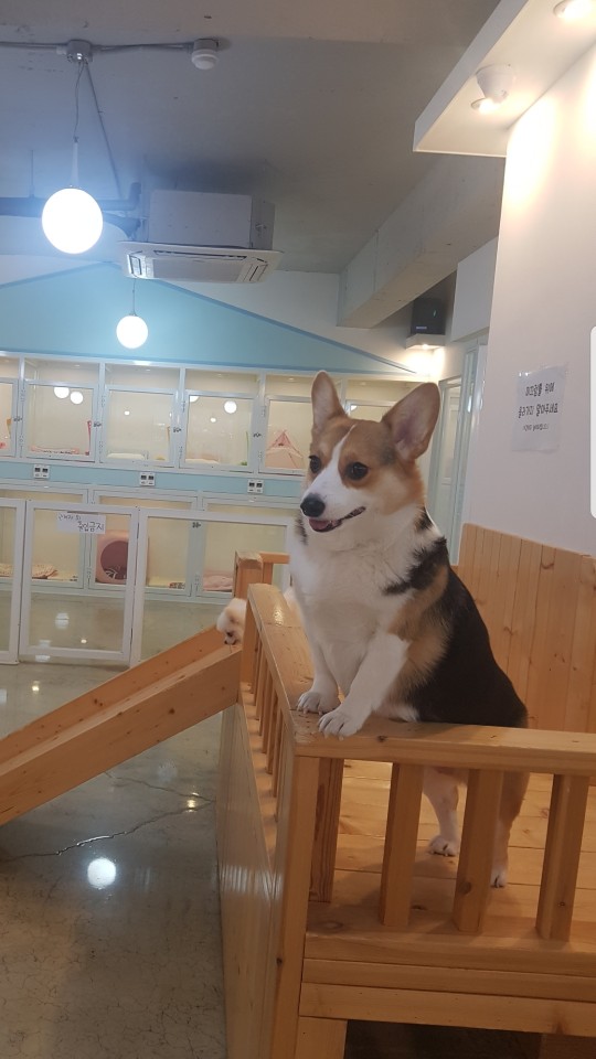 러블리독 반려동물 동반 애견카페