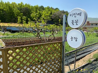 이안에들꽃