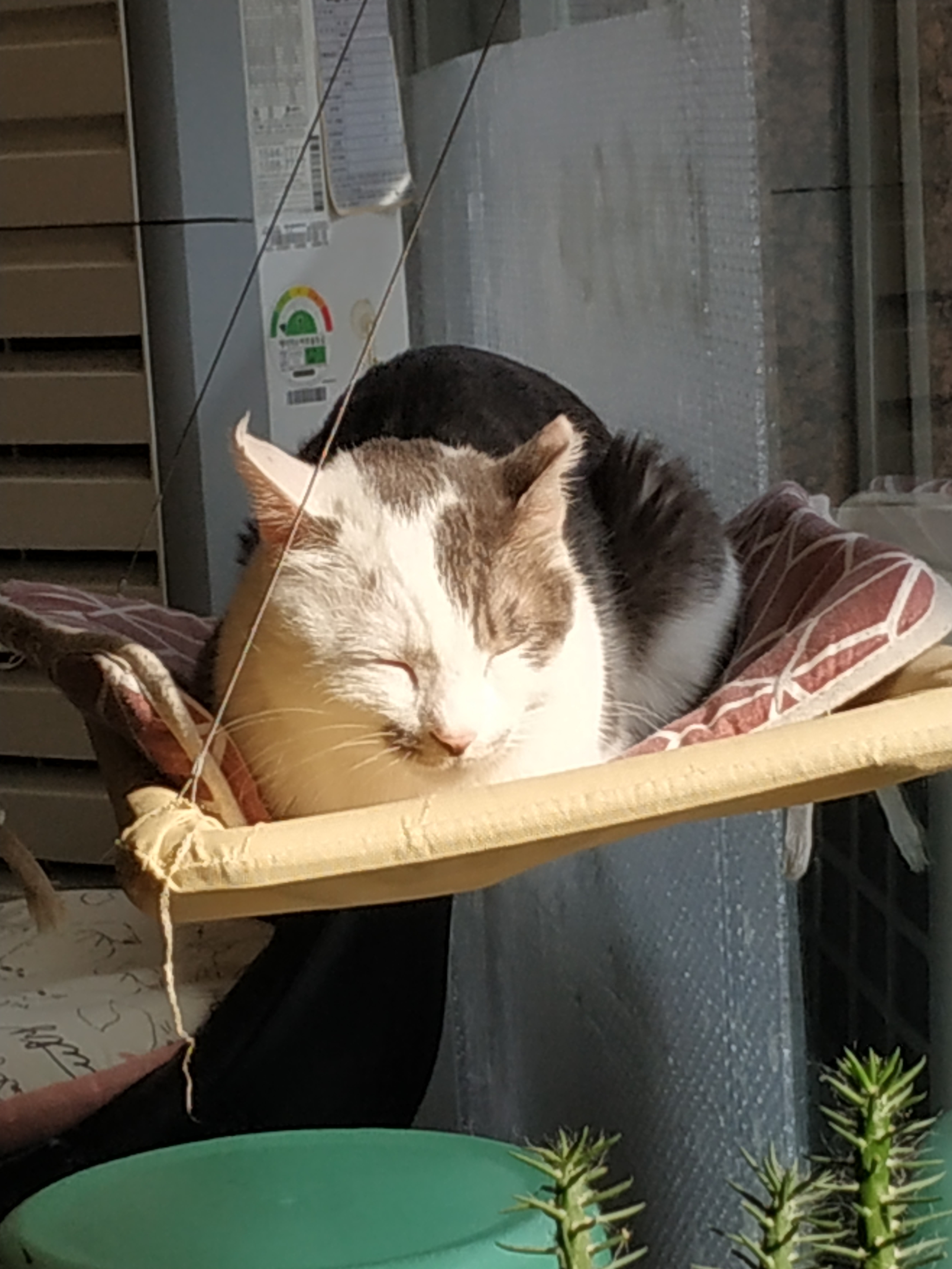 엘팔알레이터