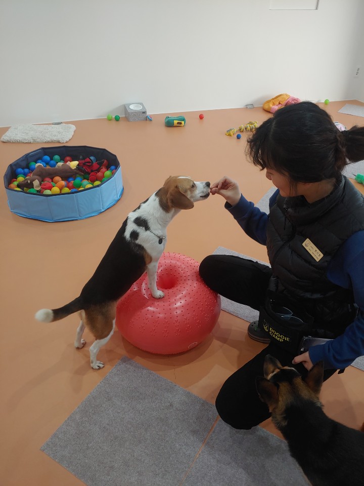 도기캠프 강아지 교육 이미지