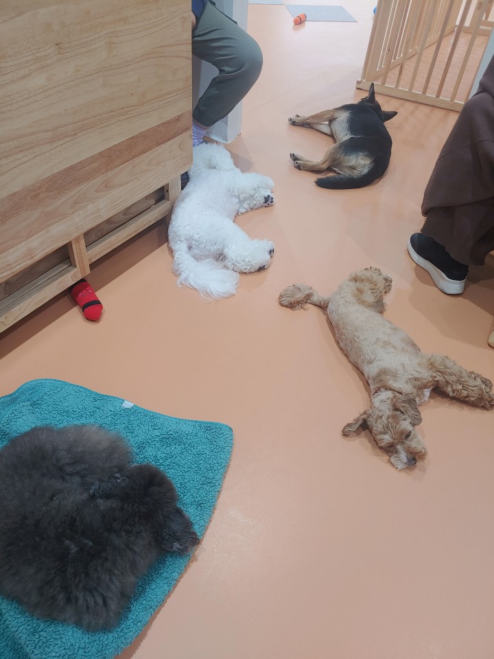 도기캠프 대표 이미지