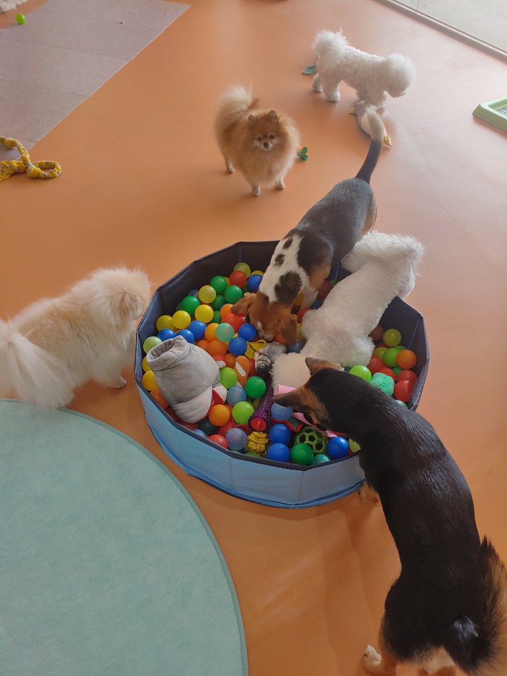 도기캠프 대표 이미지