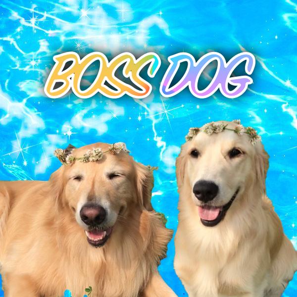 보스독 대표 이미지