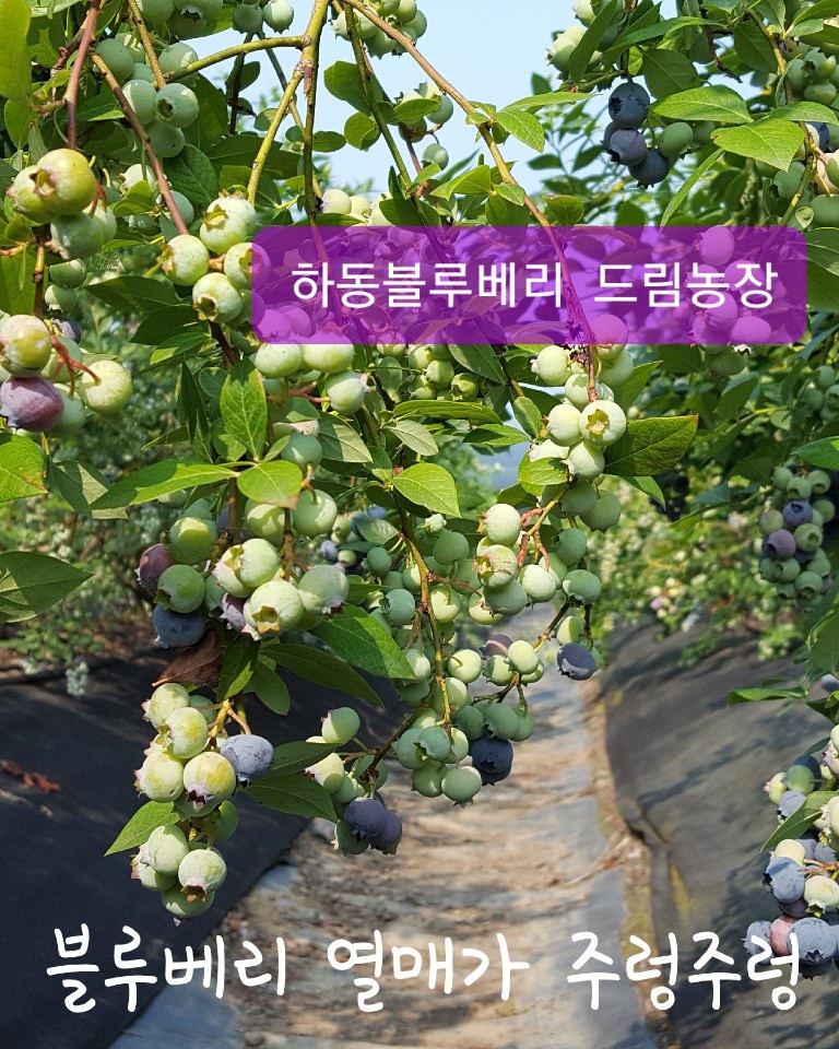 하동블루베리드림농장