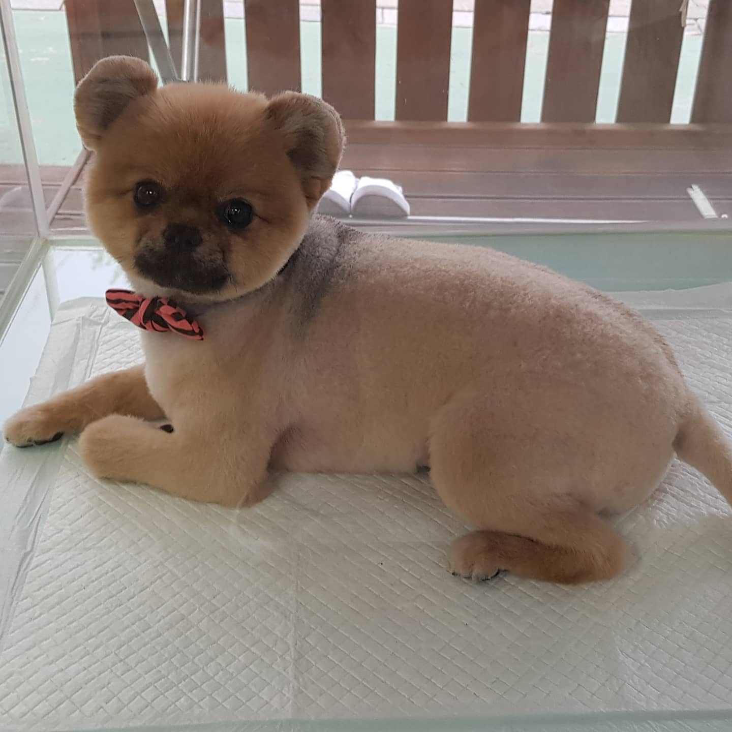 강아지본부 대표 이미지
