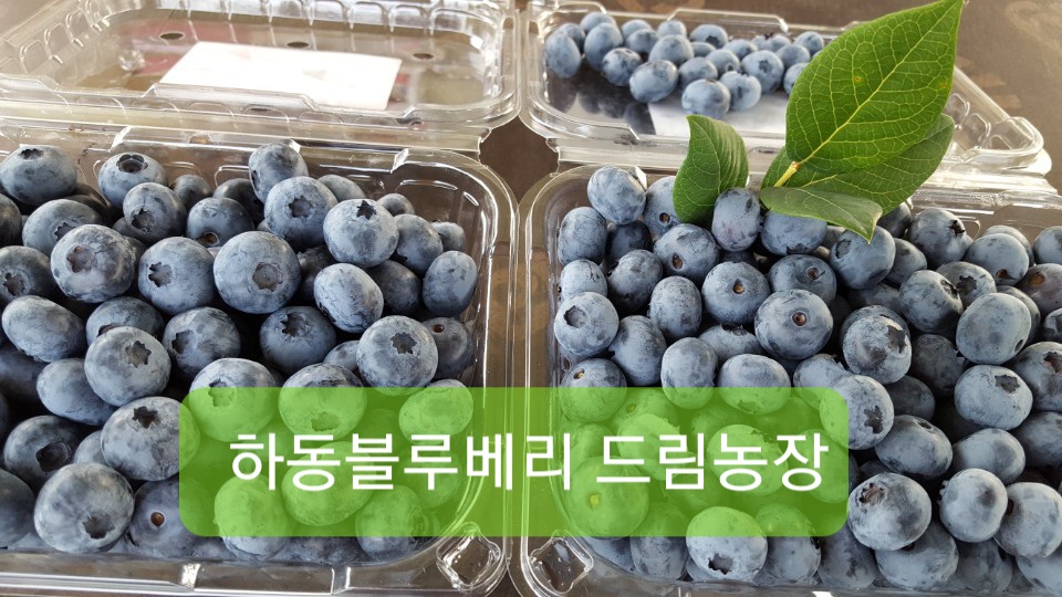 하동블루베리드림농장