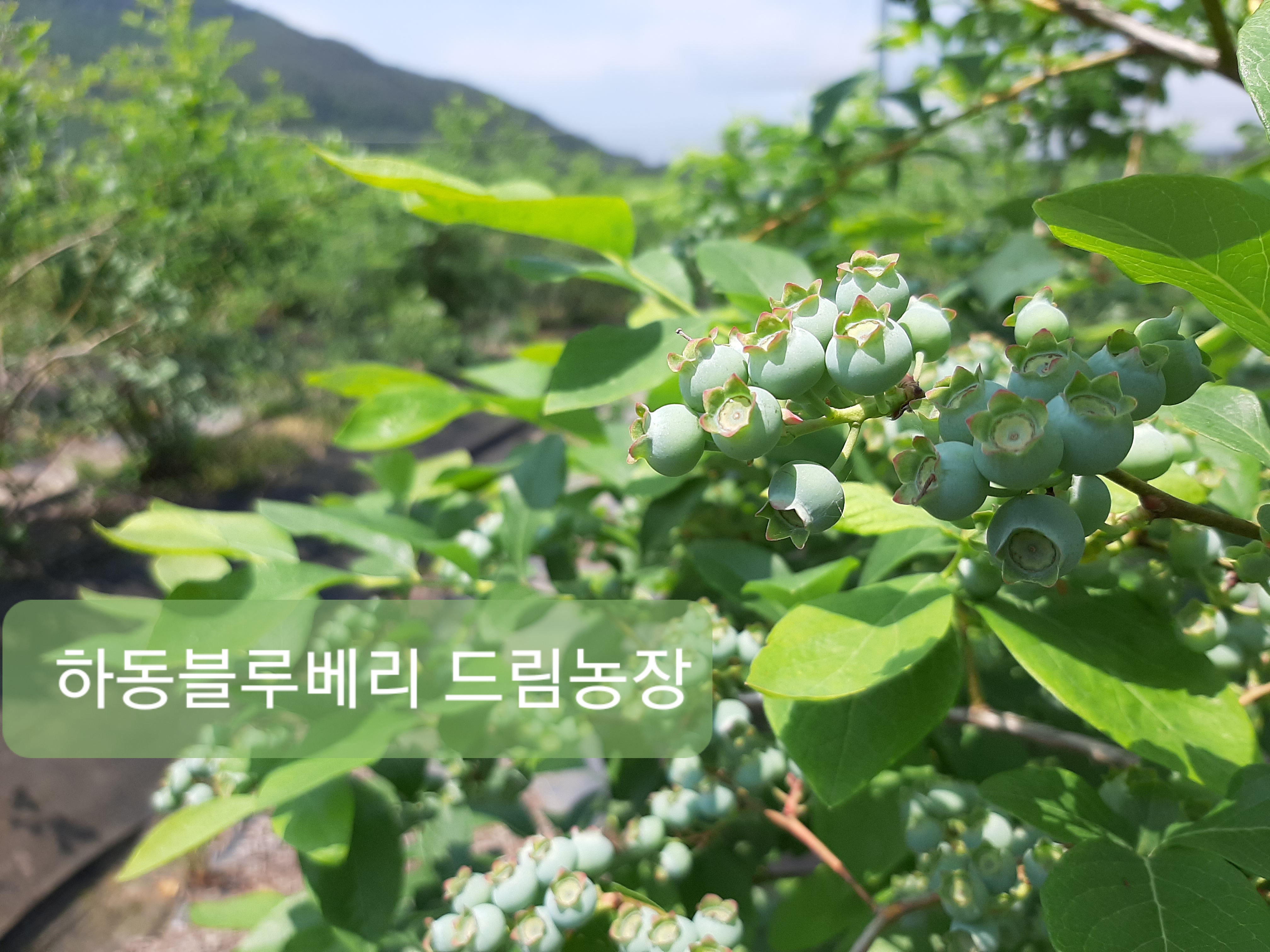 하동블루베리드림농장