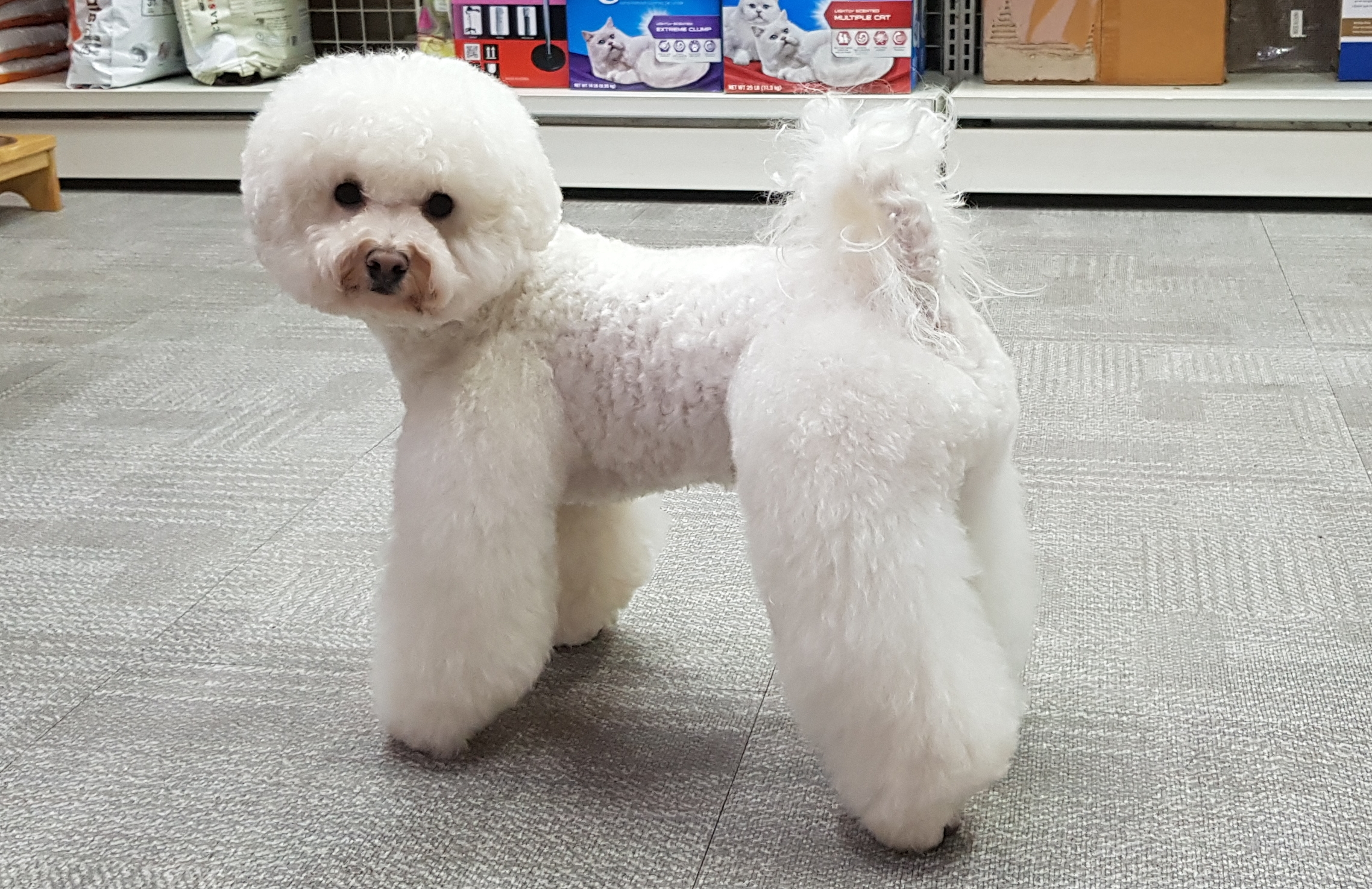 강아지본부 대표 이미지