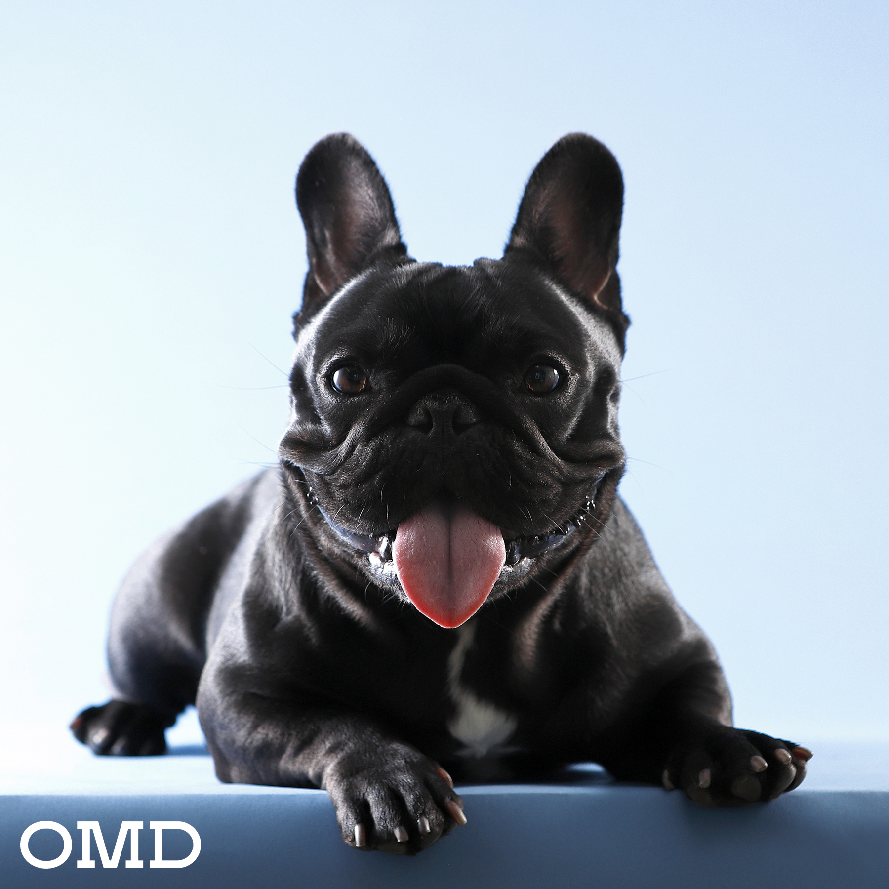 OMD STUDIO 대표 이미지