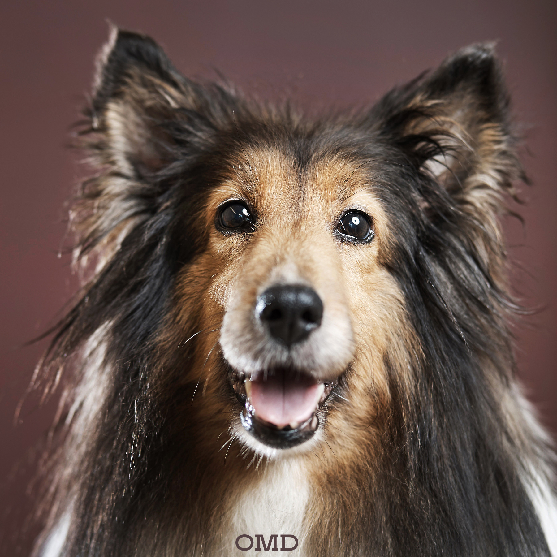 OMD STUDIO 대표 이미지