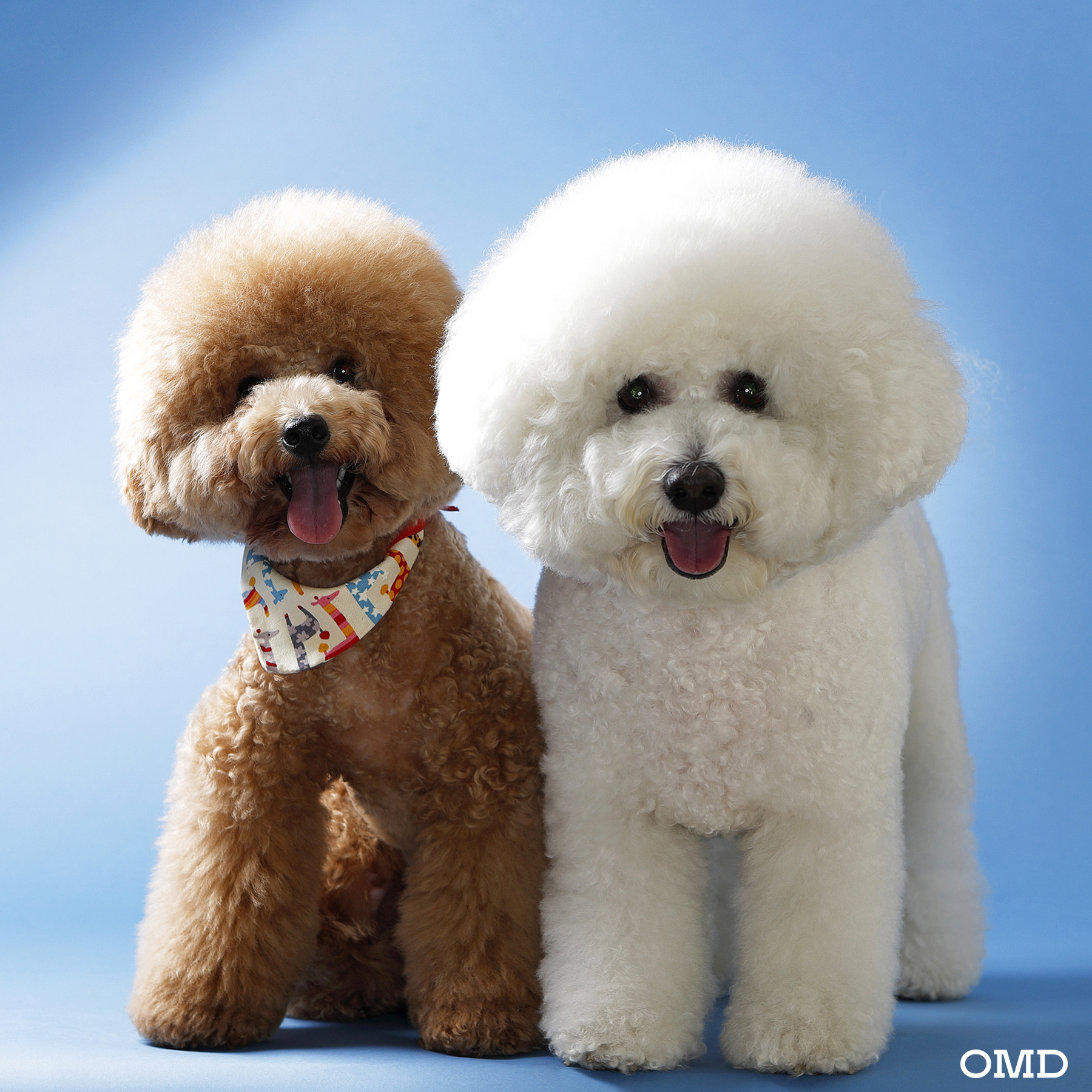 OMD STUDIO 대표 이미지