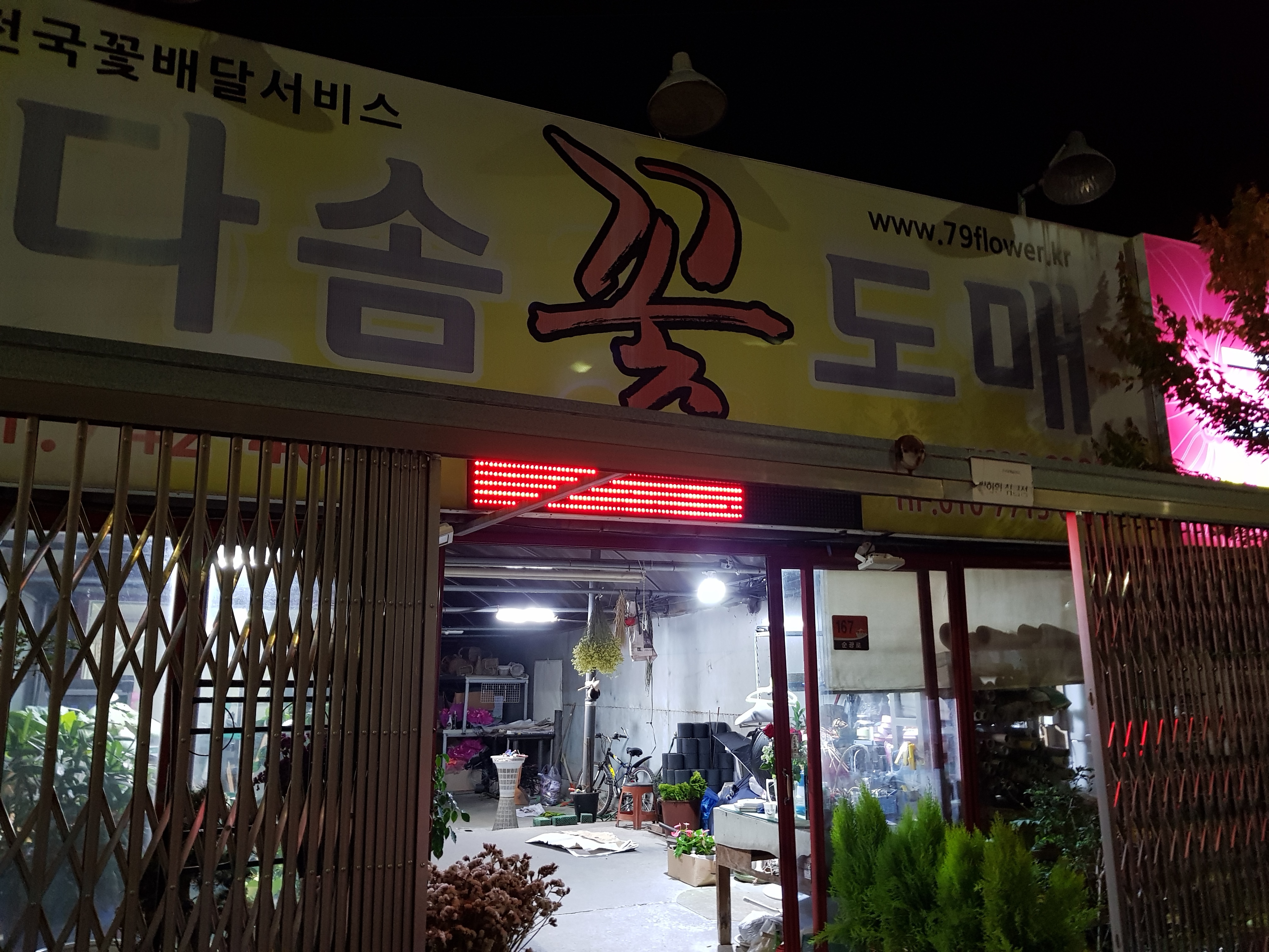 다솜꽃도매