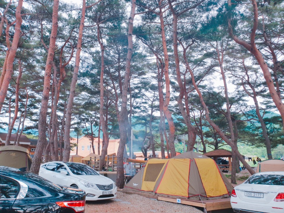 무주 솔밭야영장