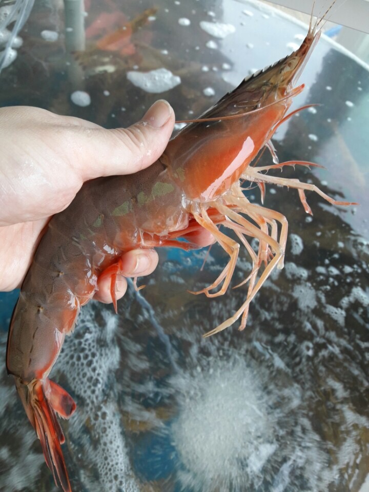 춘자네
