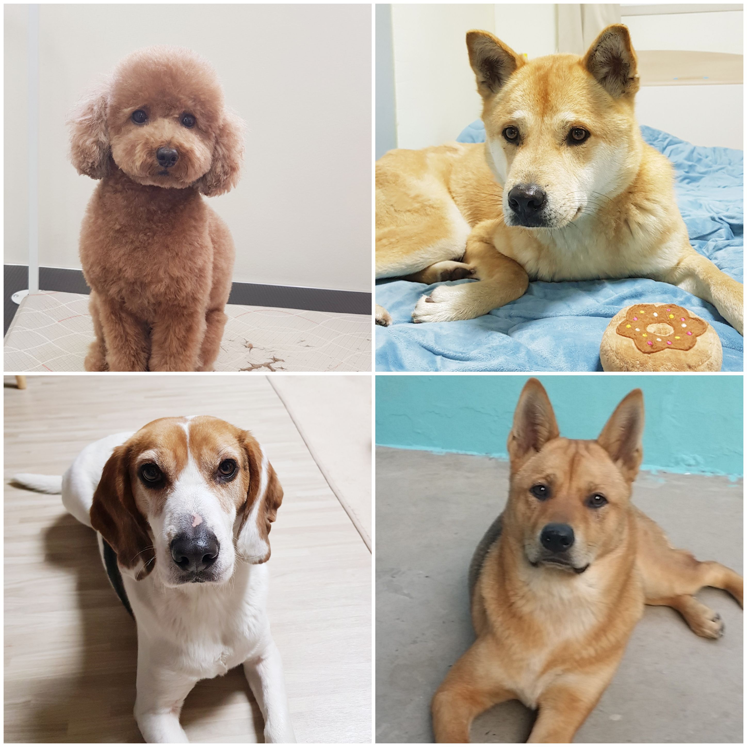 토미펫샵 대표 이미지