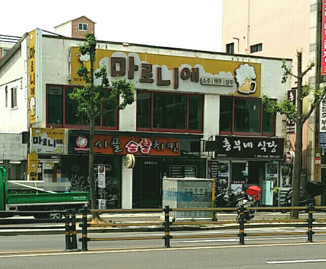 마로니에