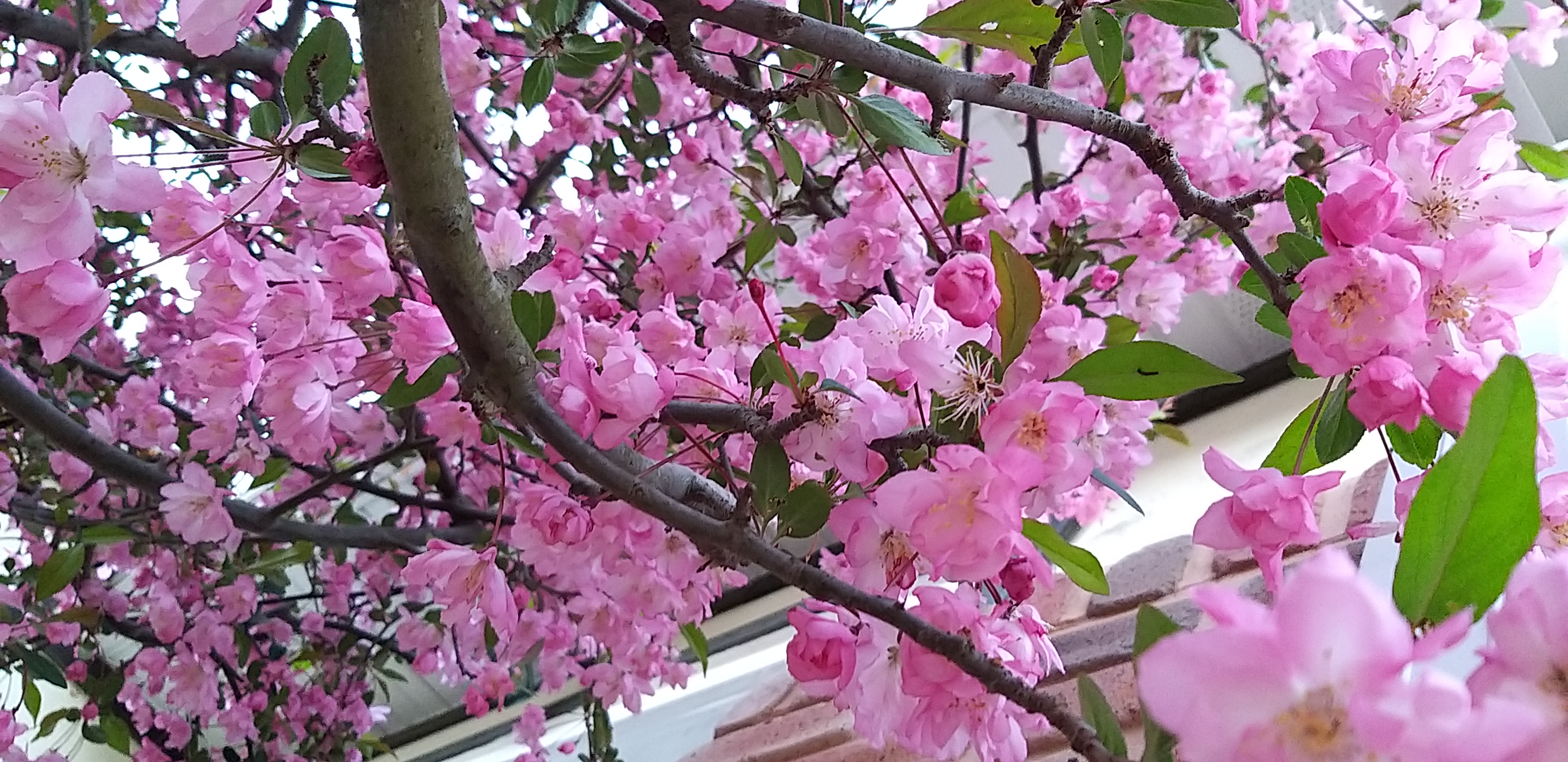 홍천애플비발디파크