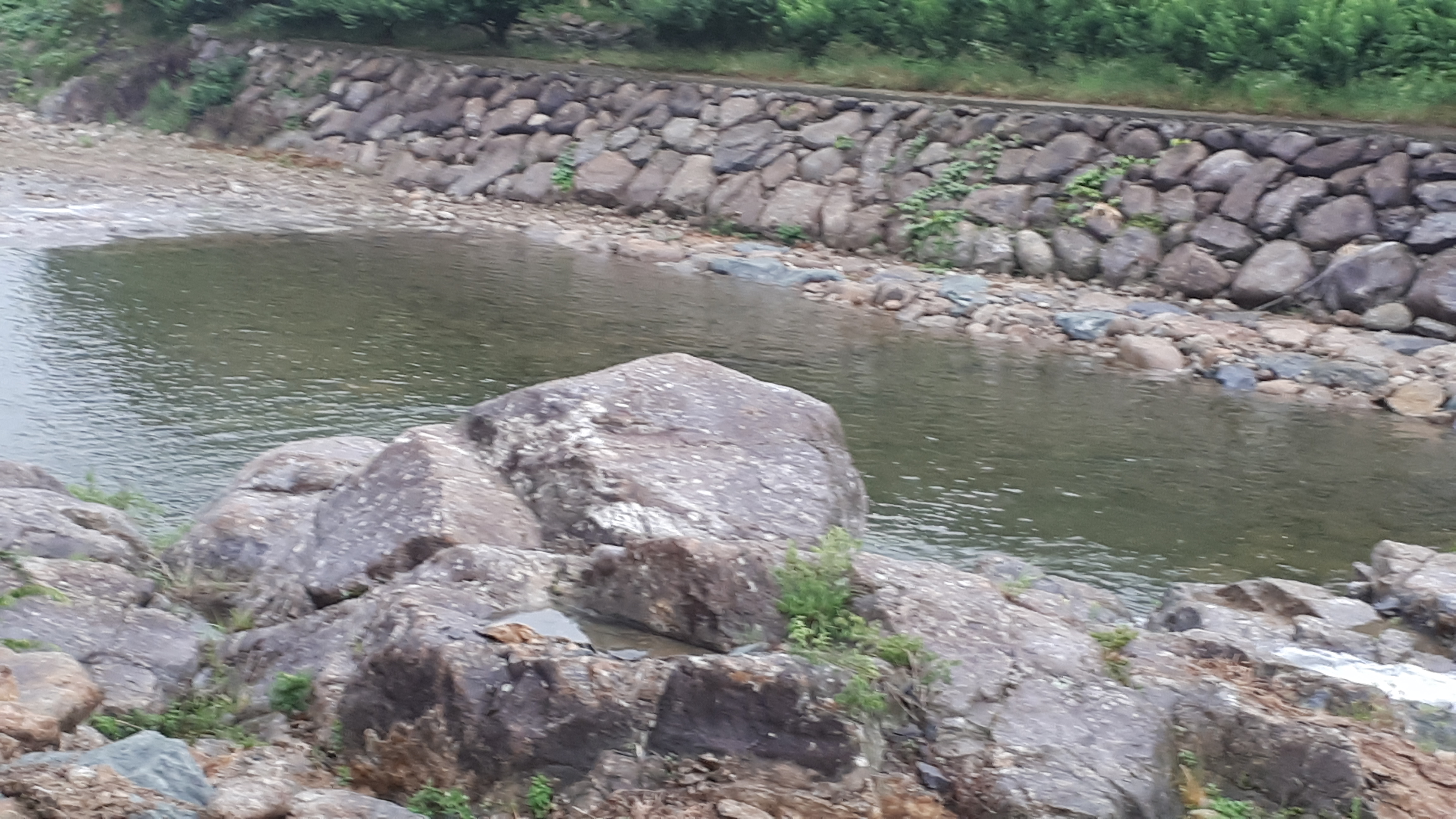 천리향