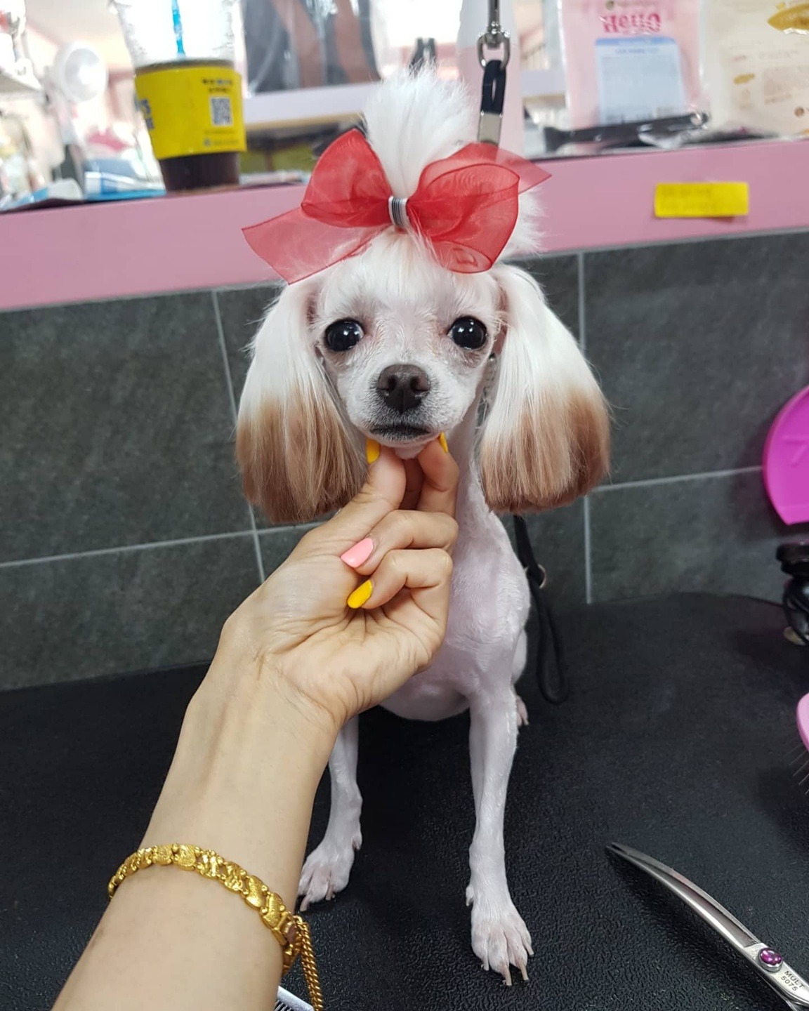 우아하개 대표 이미지