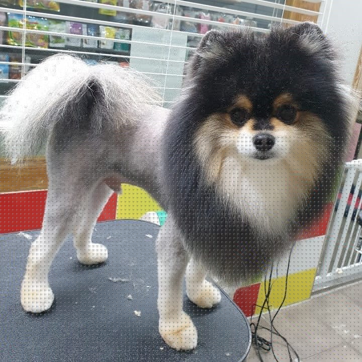 THE폼나개 대표 이미지