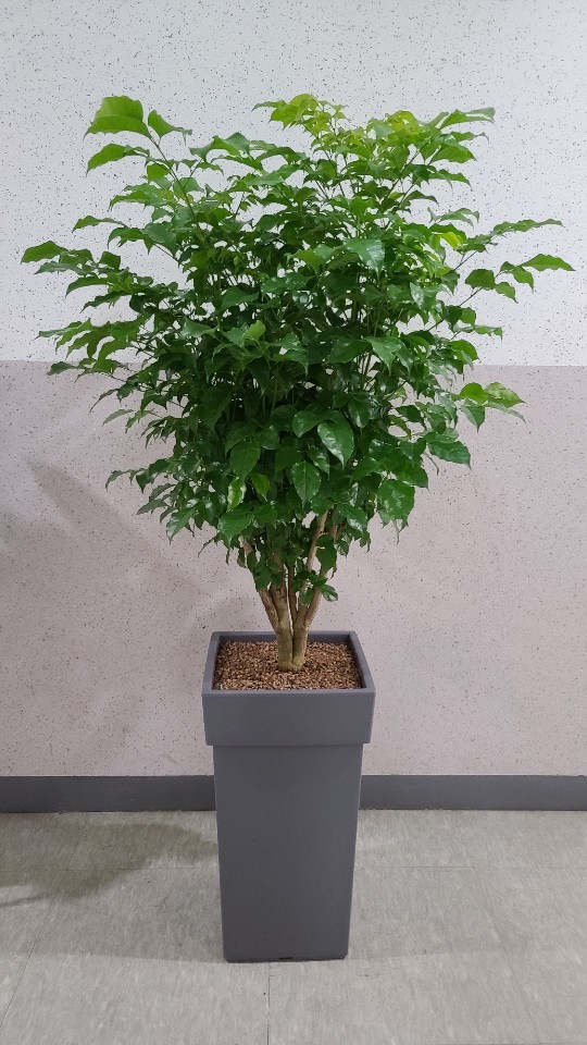 샤론꽃화원