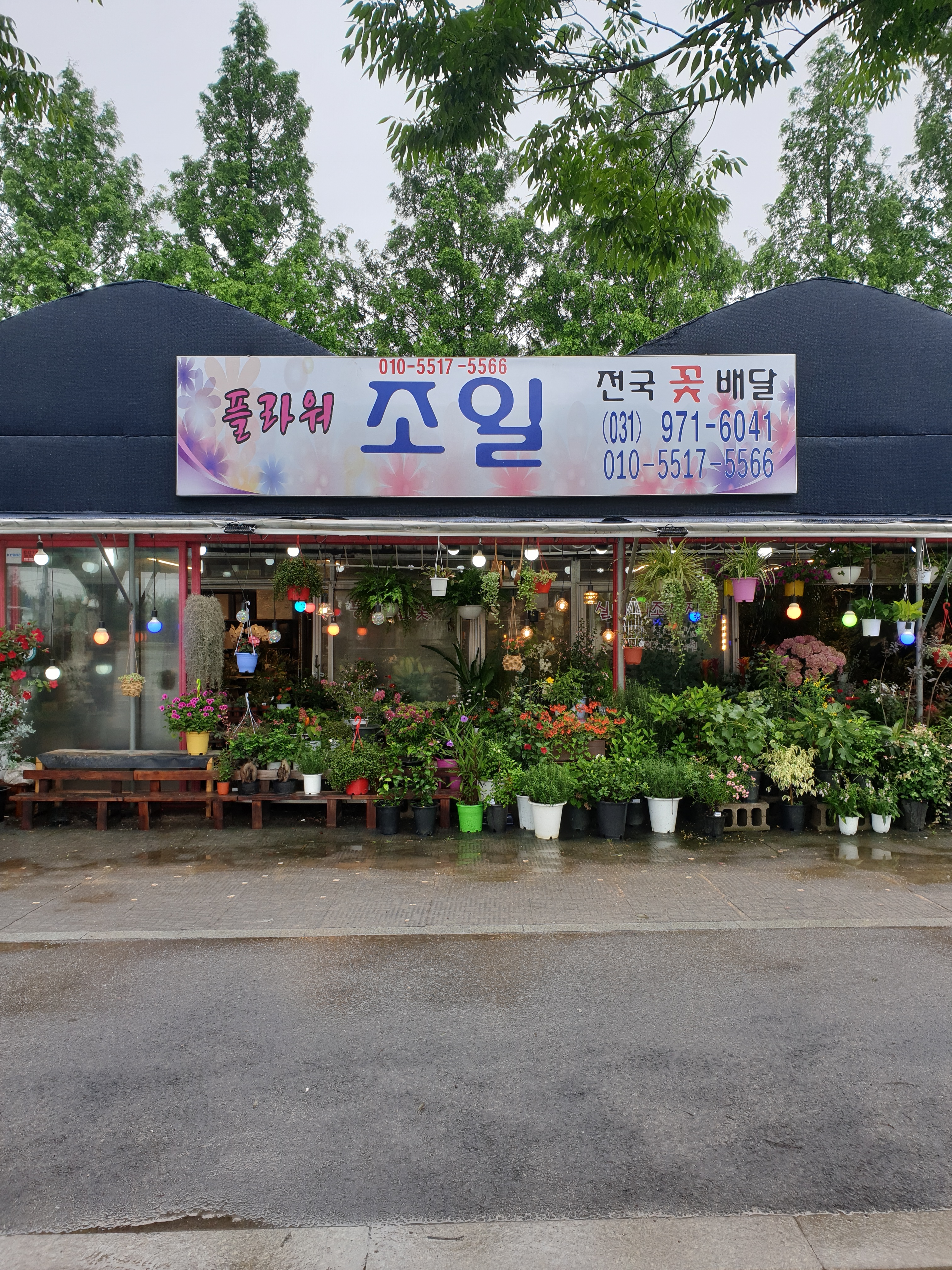 플라워조일
