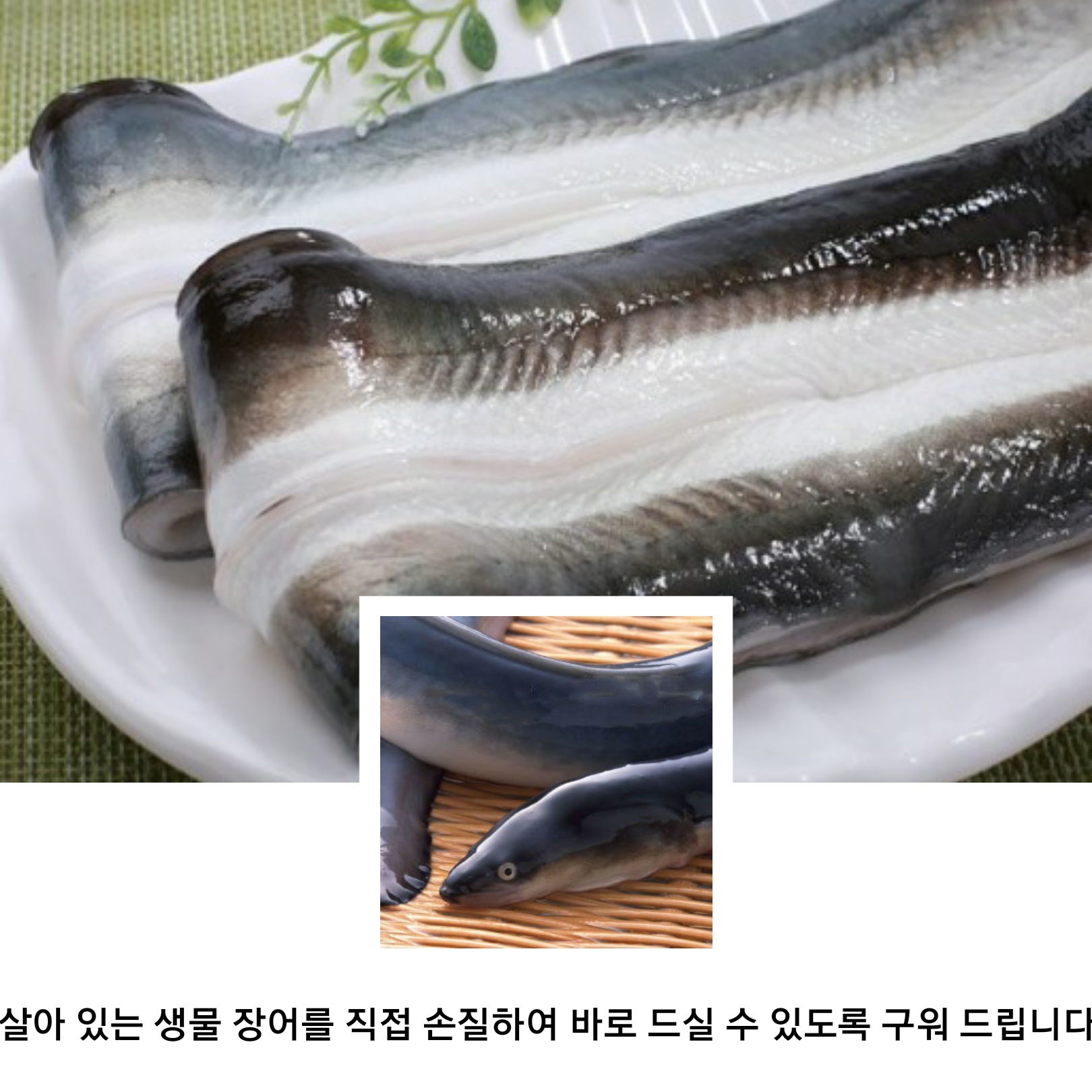 풍천장어