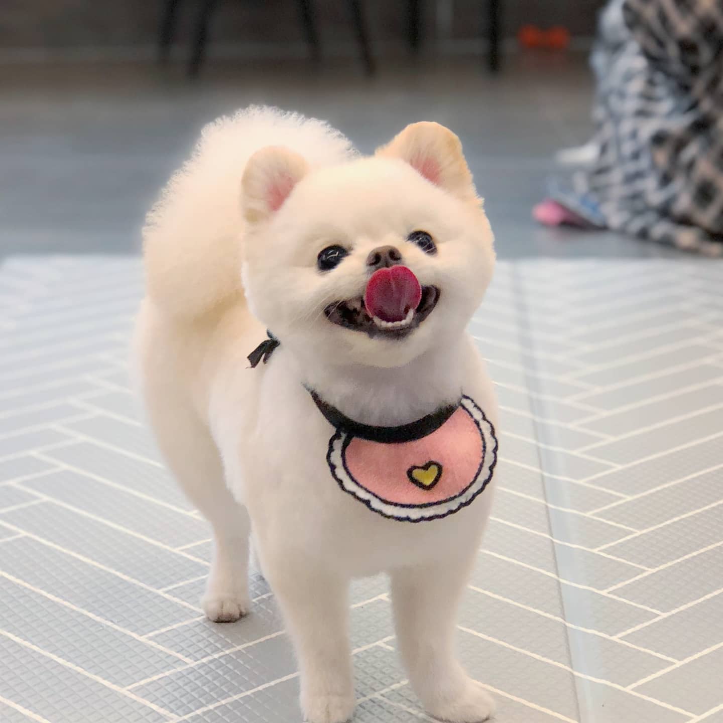 개스트하우스 반려동물 동반 애견카페