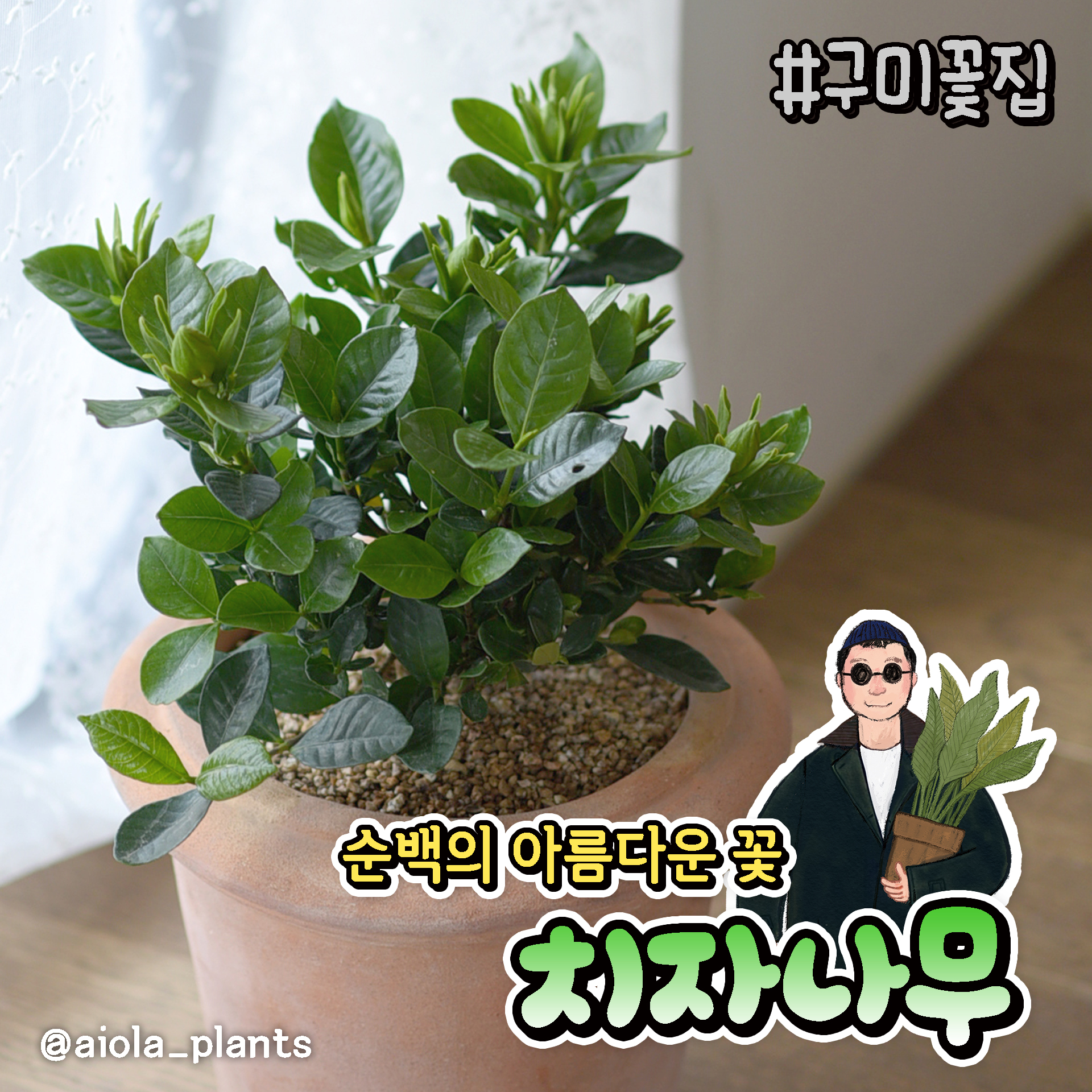 아이올라