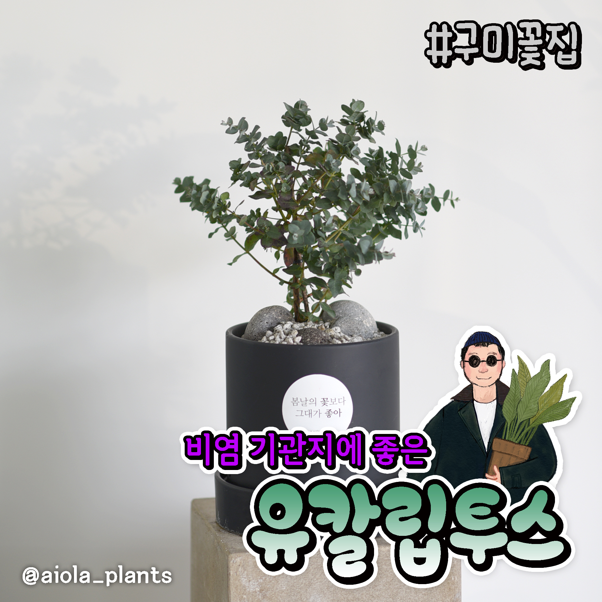 아이올라
