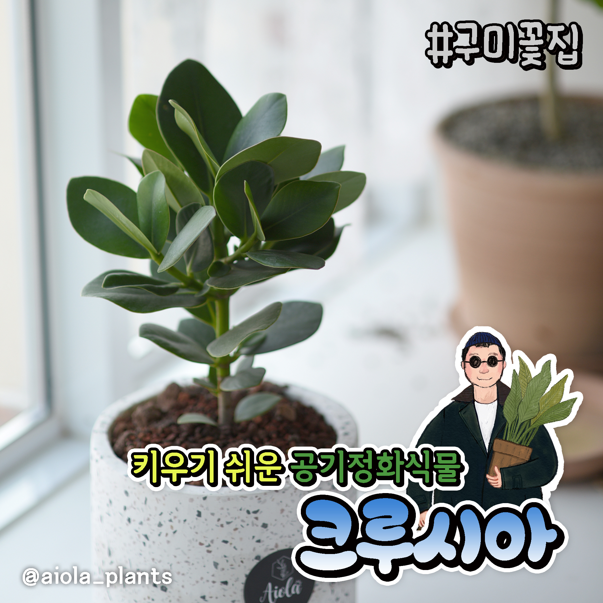 아이올라