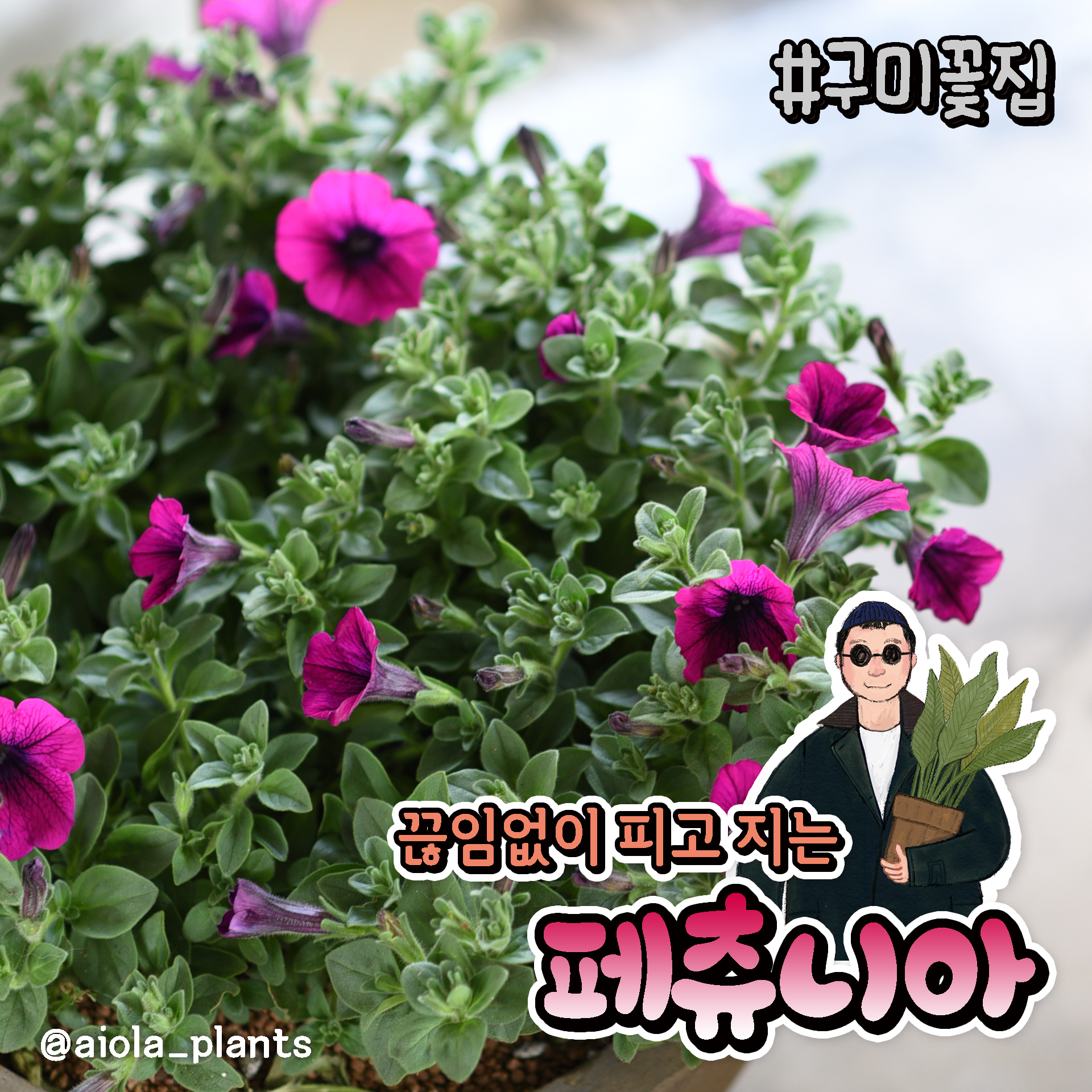 아이올라