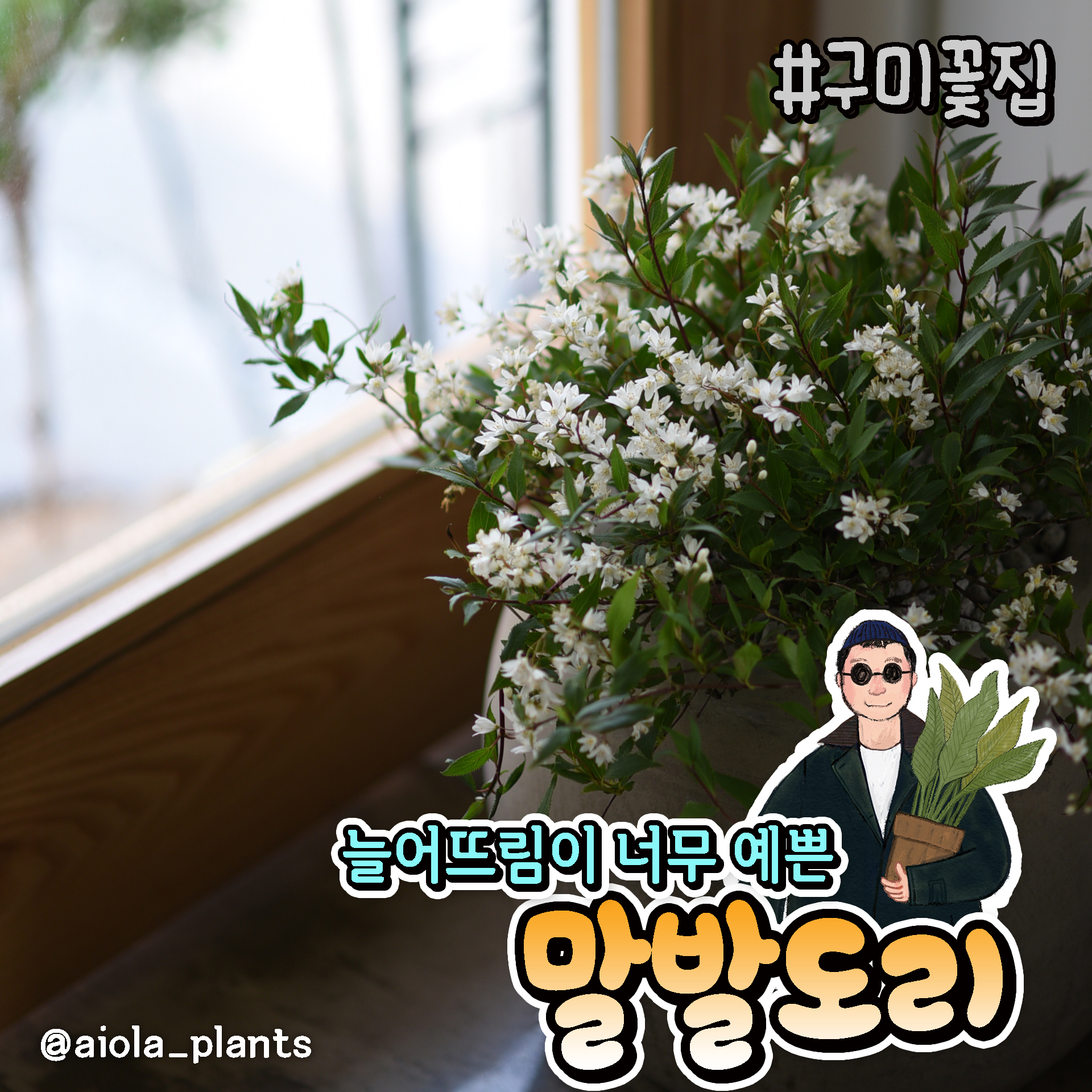 아이올라